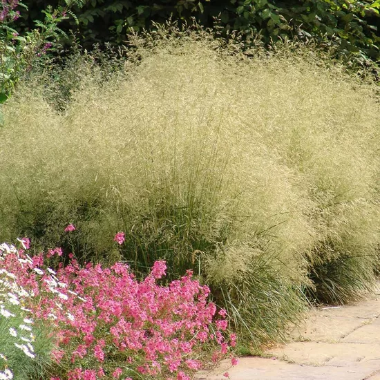 Kupstinė šluotsmilgė (Deschampsia cespitosa) 'Tautrager'