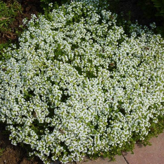Ankstyvasis čiobrelis (Thymus praecox) 'Albiflorus'