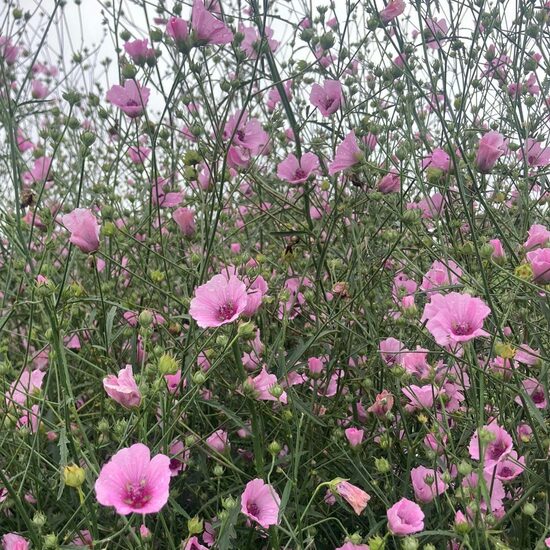 Svilarožė kanapinė (Althaea cannabina)