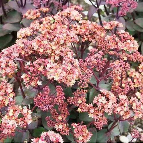 Šilokas (Sedum) 'Orange Xenox'
