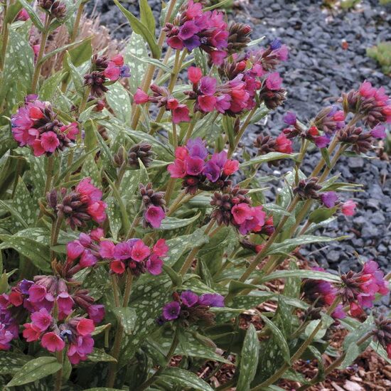 Plautė (Pulmonaria) 'Raspberry Splash'