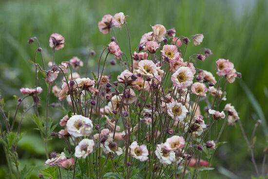 Žiognagė (Geum tequila) ‘Mai Tai’
