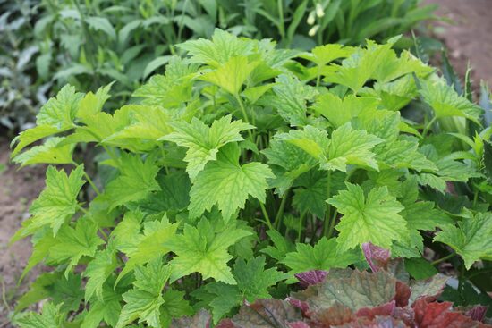 Alūnė (Heuchera villosa var. macrorrhiza)
