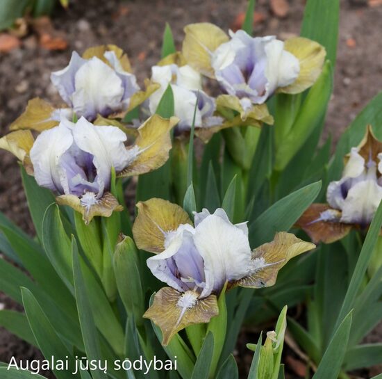 Vilkdalgis (Iris) 'Easter Treasure'