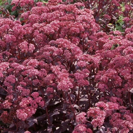 Šilokas (Sedum hylotelephium) 'Purple Emperor'