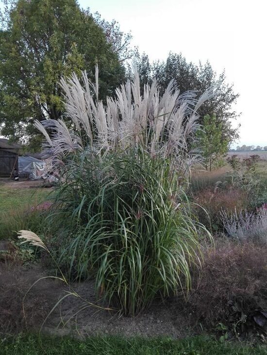 Kininis miskantas (Miscanthus sinensis) 'Lenda'