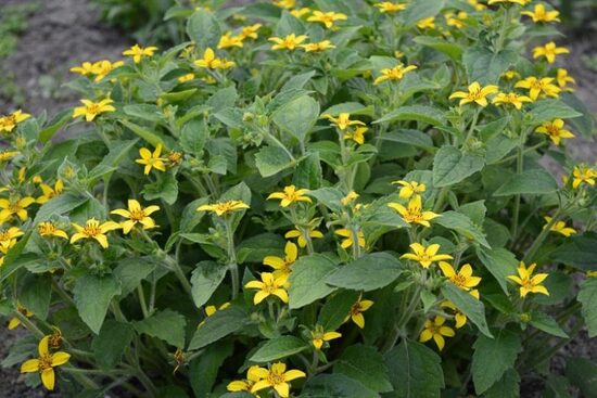 Chrysogonum virginianum