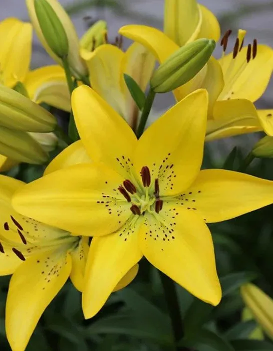 Lelija (Lilium) 'Yellow Power'