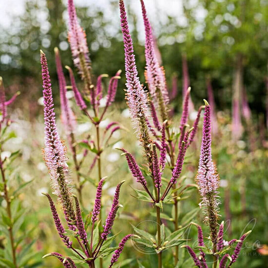 Veronikūnas virgininis (Veronicastrum virginicum) 'Erica'