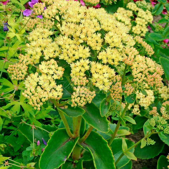 Šilokas (Sedum) 'Honey Gold'