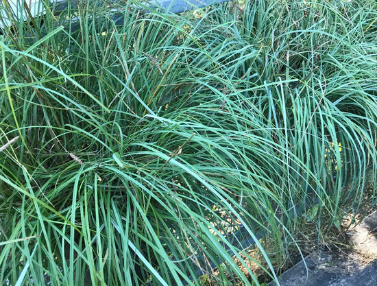 Melsvoji viksva (Carex flacca) 'Blue Zinger'