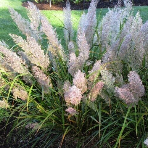 Korėjinis lendrūnas (Calamagrostis brachytricha) 'Mona'