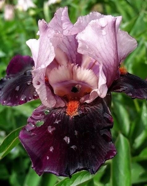 Vilkdalgis (Iris) 'Disquise'