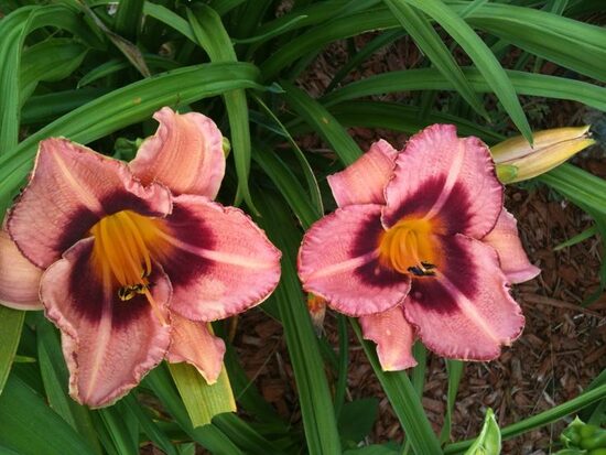 Viendienė (Hemerocallis) 'Just Plum Happy'