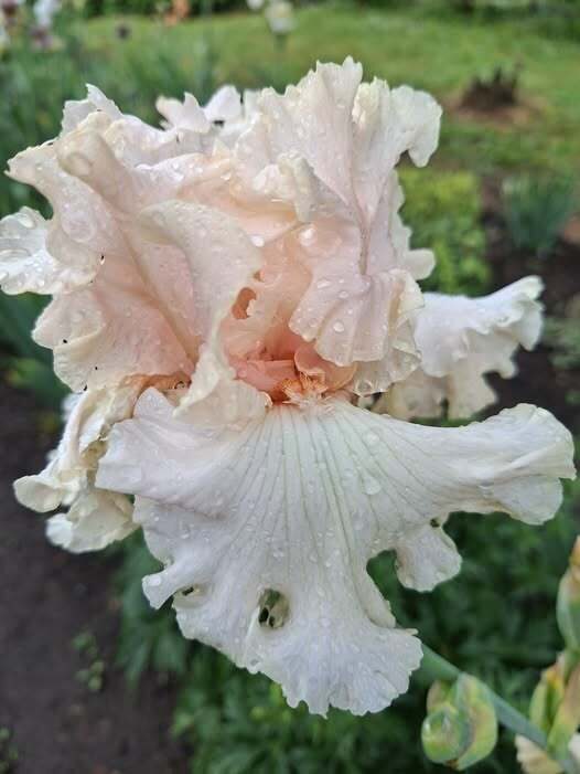 Vilkdalgis (Iris, TB) 'Fashionable Pink'