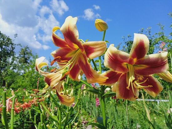 Lelija (Lilium) 'Robert Swanson'