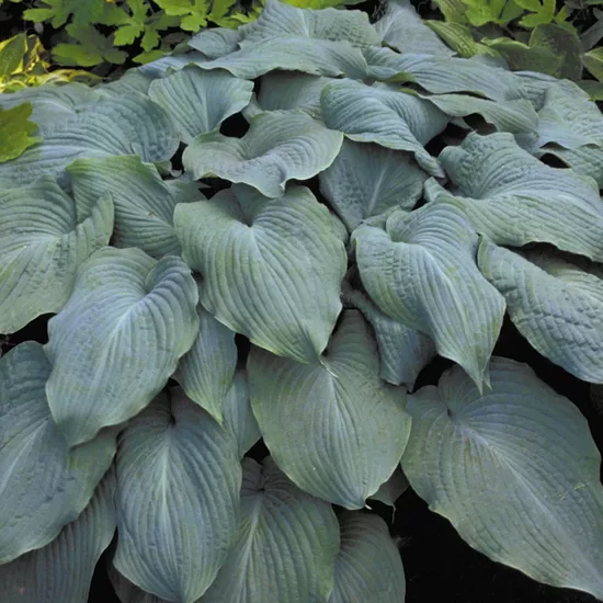 Melsvė (Hosta) 'Blue Angel'