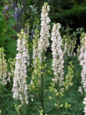 Kurpelė mėlynoji (Aconitum napellus) 'Gletschereis'