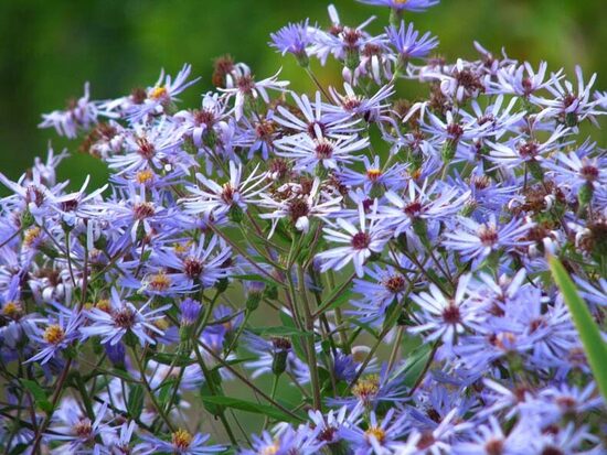 Stambialapis astras (Aster macrophyllus) 'Twilight'
