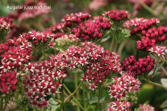 Šilokas (Sedum) Abbey Dore'