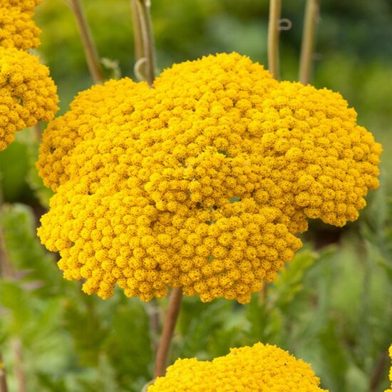 Vingiorykštinė kraujažolė (Achillea filipendulina) 'Parker's Variety'