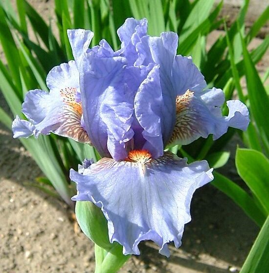 Vilkdalgis (Iris) 'Aeolius'