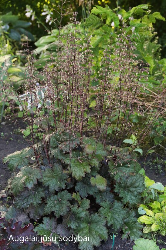 Alūnė (Heuchera) b.p.