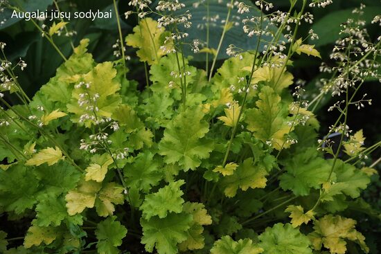 Alūnė (Heuchera) 'Lime Rickey'
