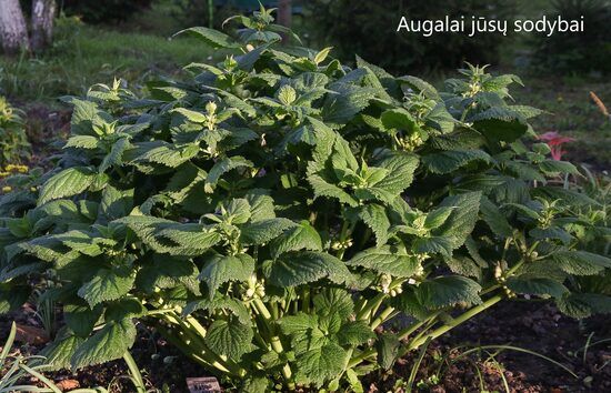 Notra (Lamium orvala) 'Alba'