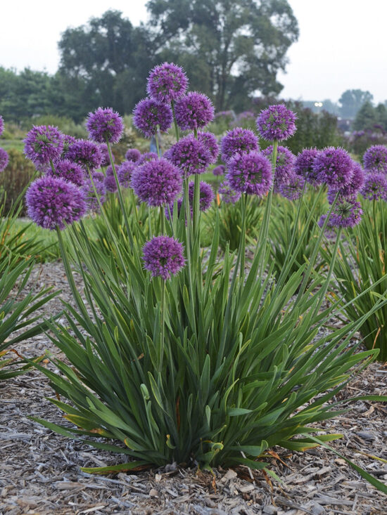 Česnakas (Allium) 'Lavender Bubbles'