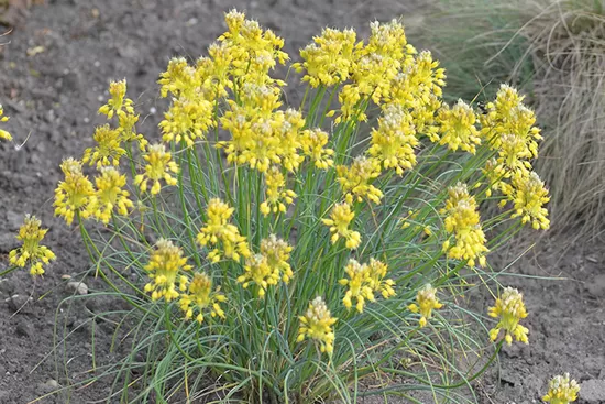 Allium flavum