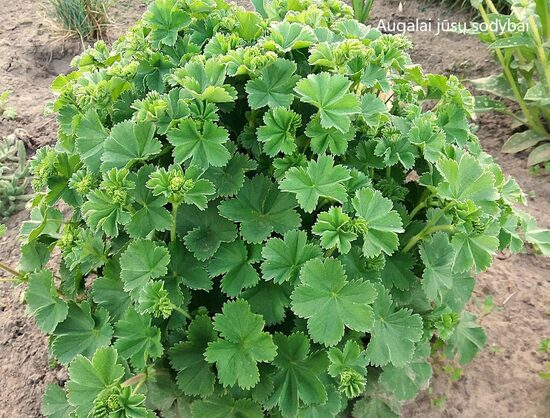Rasakila (Alchemilla erythropoda) 'Alma'