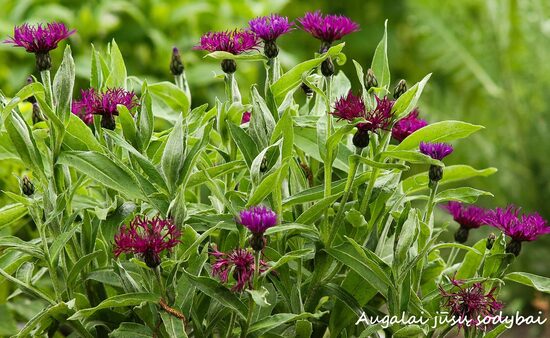 Bajorė kalninė (Centaurea montana) 'Amethyst Dream'