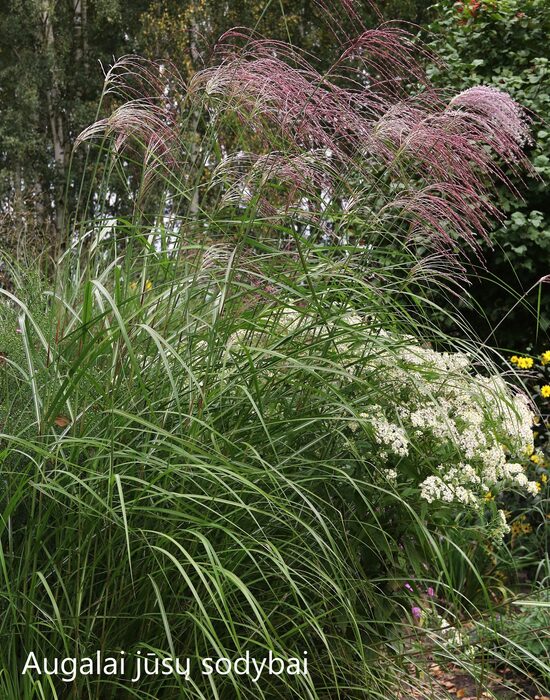 Kininis miskantas (Miscanthus sinensis) 'Anthony White'