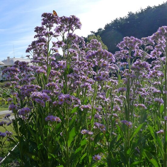 Astras (Aster tataricus) 'Jindai'