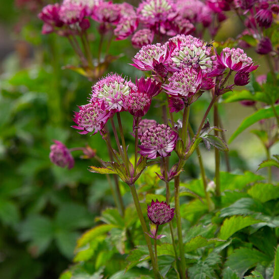 Astrancija didžioji (Astrantia major) 'Star of Beauty' 