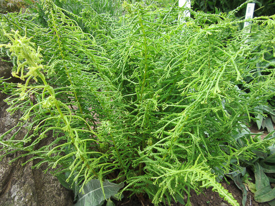 Blužniapapartis paprastis (Anthyrium filix-femina) 'Victoriae'