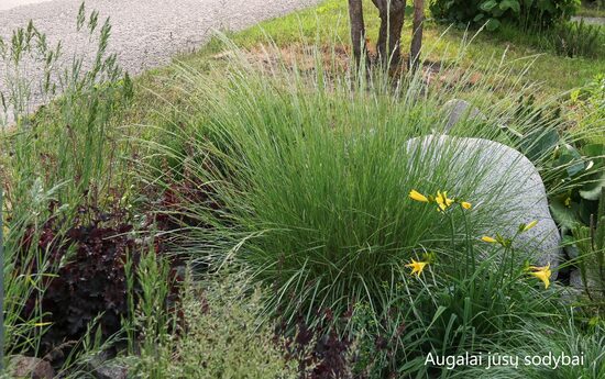 Atlaso eraičinas (Festuca mairei)
