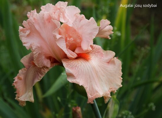 Vilkdalgis (Iris, TB) 'Augustine'