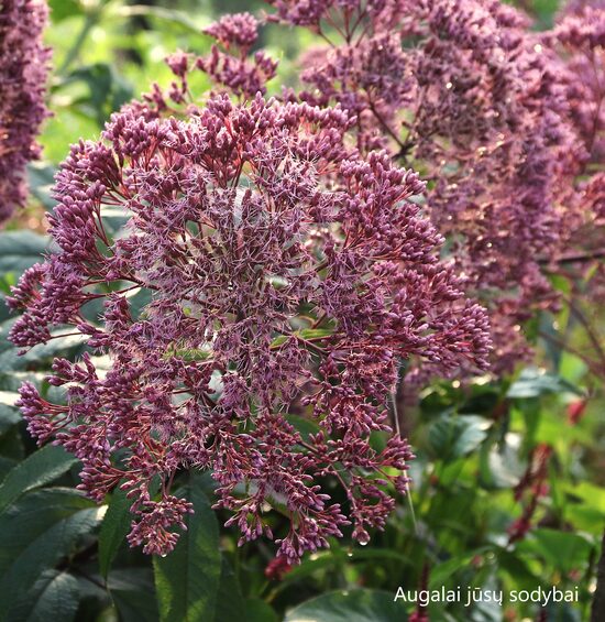 Kemeras (Eupatorium fistulosum) 'Augustrubin'