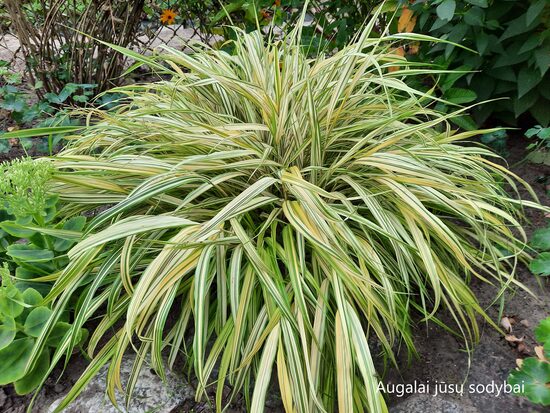 Hakonė  didžioji (Hakonechloa macra) 'Aureola'