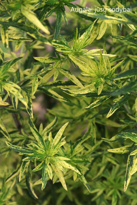 Kietis paprastasis (Artemisia vulgaris) 'Aureovariegata'