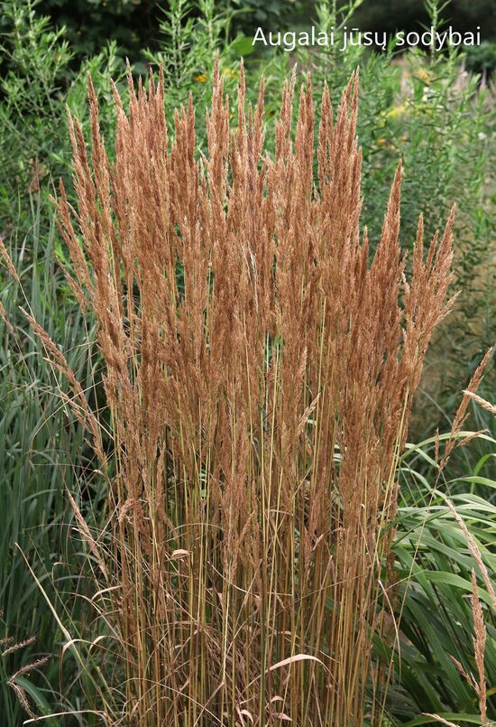 Smailiažiedis lendrūnas (Calamagrostis x acutiflora) 'Avalanche'