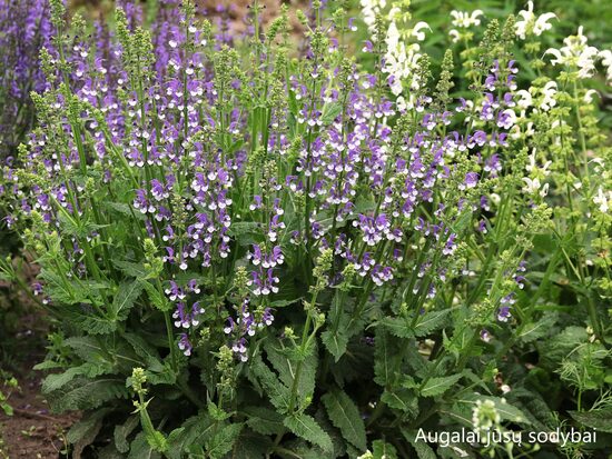 Šalavijas (Salvia) 'Azure Snow'