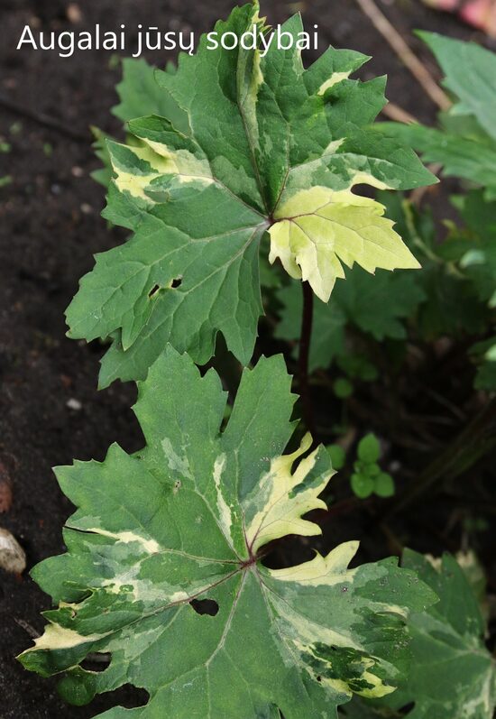 Gaurė (Ligularia) b.p.