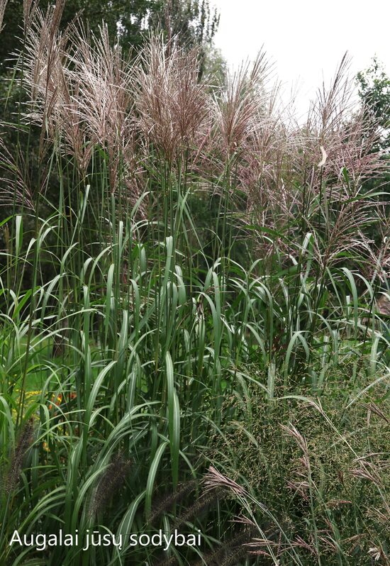 Kininis miskantas (Miscanthus sinensis) 'Ballerina'