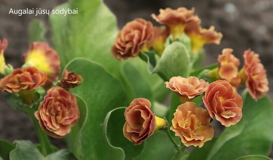 Raktažolė ausytoji (Primula auricula) 'Baltic Amber'