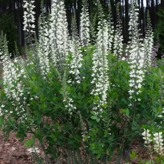 Barškė (Baptisia leucantha, sin. Baptisia alba)