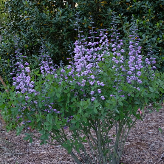 Barškė (Baptisia) 'Purple Smoke'