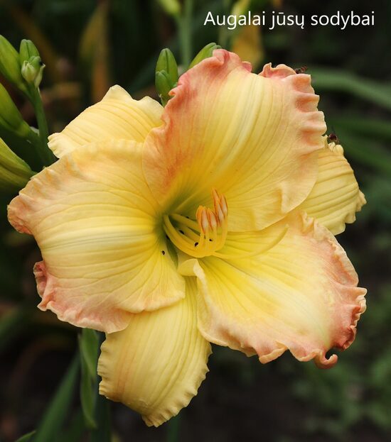 Viendienė (Hemerocallis) 'Beautiful Edgings'